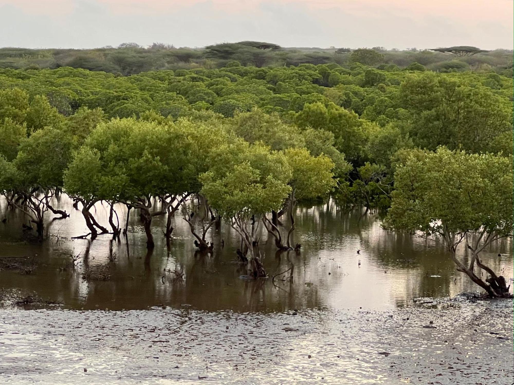 Mangrove House Hotel Lamu Kültér fotó